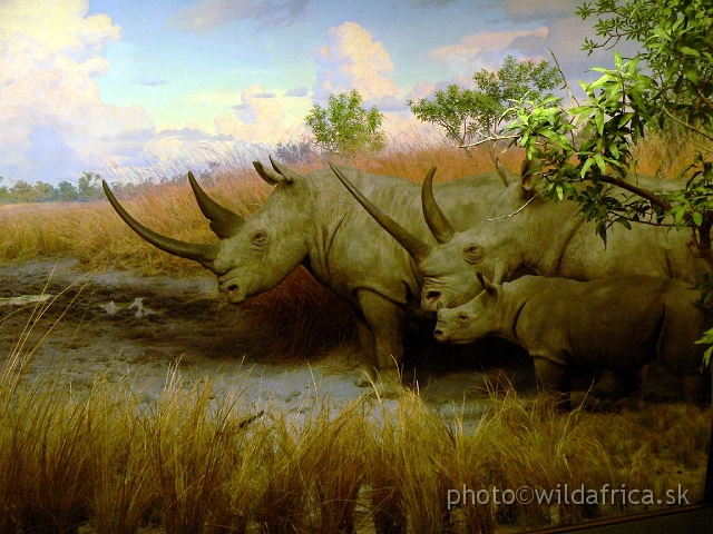 Picture 186.jpg - Northern White rhinos.